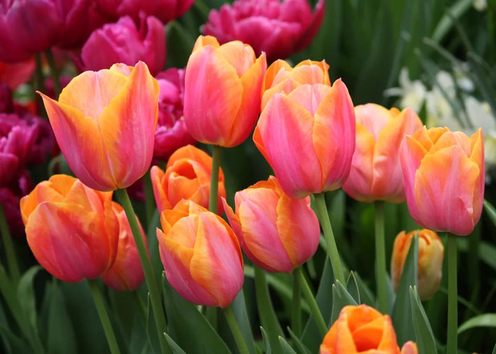 Orange Pink Tulip Flower Seeds for Planting – Heirloom, Non-GMO, Long Bloom Season, High Germination