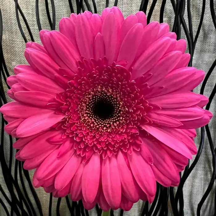 Dark Pink Gerbera Flower Seeds for Planting – Heirloom, Non-GMO, High Germination Organic Garden Seeds