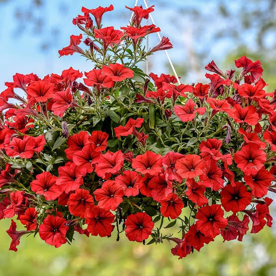 Scarlet Red Petunia Flower Seeds for Planting – Heirloom, Non-GMO, High Germination Garden Seeds
