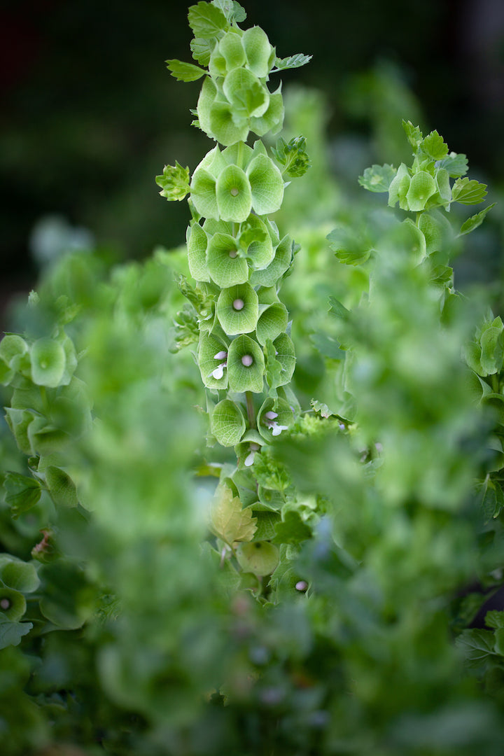 Green Moluccella Laevis Herb Seeds for Planting – Heirloom, Non-GMO, Organic Garden Seeds with High Germination