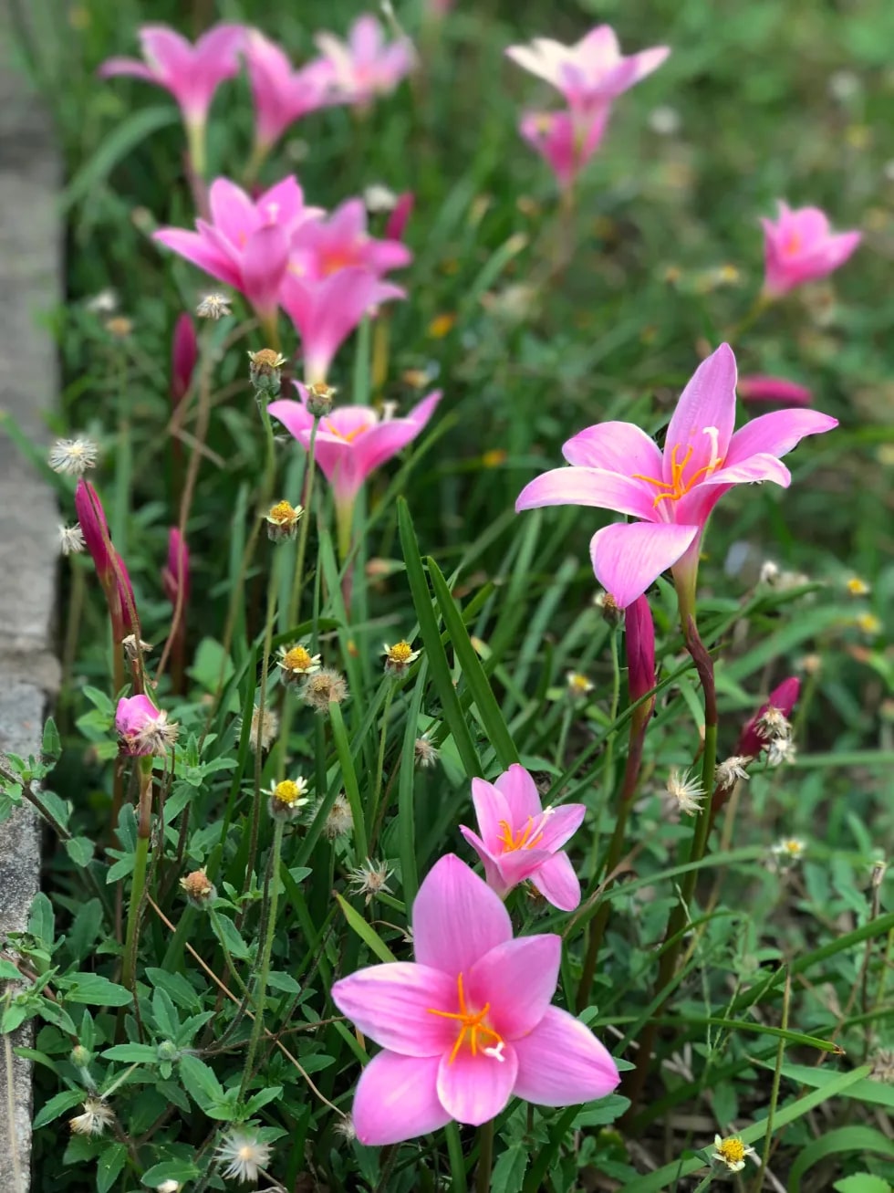 Zephyranthes Carinata Flower Seeds for Planting – Heirloom, Non-GMO, High Germination Organic Garden Seeds