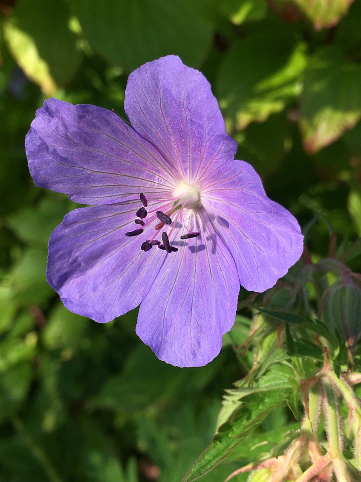 Flower Seeds, Seeds,Seeds For Planting,Plant Seeds
