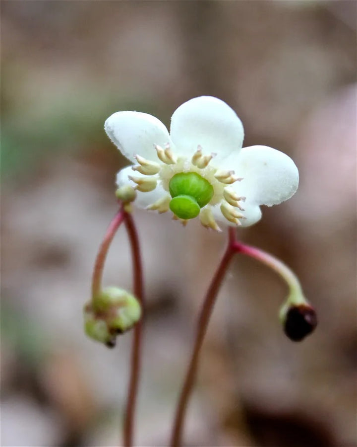 Wintergreen Flower Seeds for Planting | Heirloom Non-GMO High Germination Organic Garden Seeds