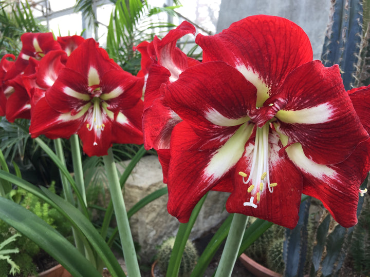 Red Amaryllis Barbados Flower Seeds for Planting Heirloom Non-GMO High Germination