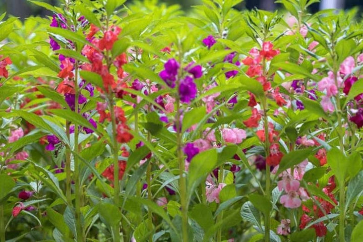 Impatiens Balsamina Flower seeds for Planting – Heirloom Non-GMO High Germination Seeds