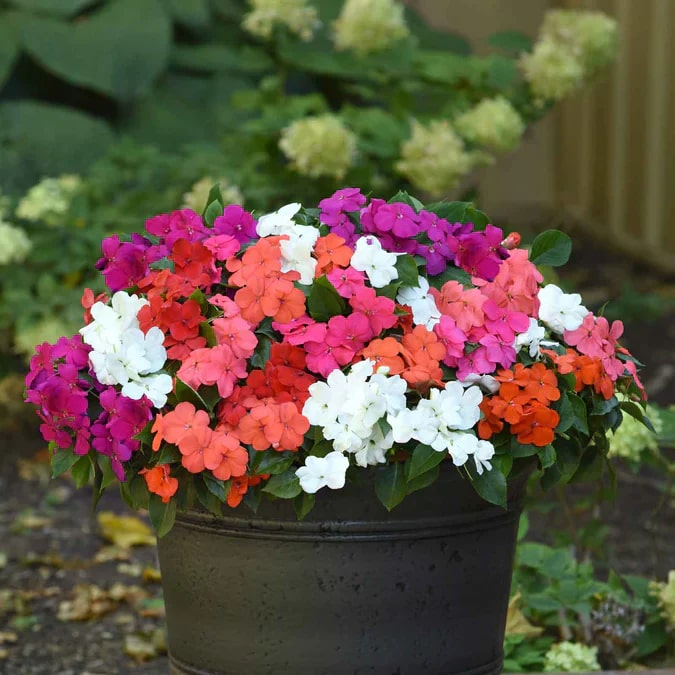 Impatiens Flower seeds for Planting - Wildflower Mix, Heirloom & GMO Free Seeds for Home Garden | Non-GMO High Germination Organic Garden Seeds
