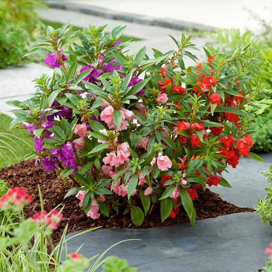 Impatiens Balsamina Flower seeds for Planting – Heirloom Non-GMO High Germination Seeds