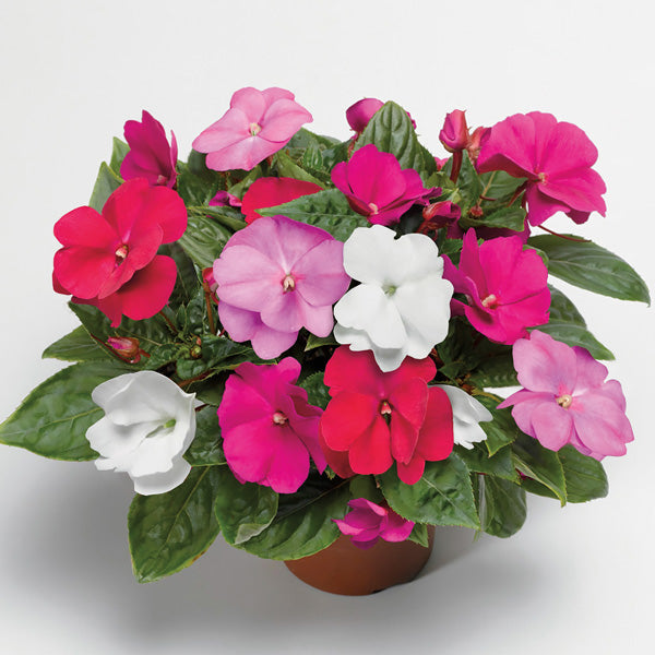 Impatiens Flower seeds for Planting