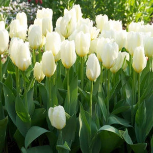 Flower Seeds, Seeds,Seeds For Planting,Plant Seeds