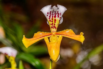 Orange Paphiopedilum Flower Seeds for Planting – Heirloom Non-GMO, High Germination Organic Garden Seeds