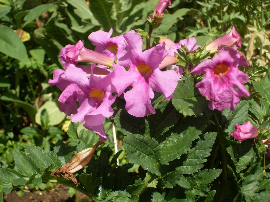 Incarvillea Delavayi Plant Seeds for Planting – Hardy Trumpet Flower Perennial