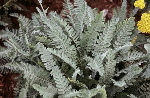 Fern Grey Seeds for Planting – Heirloom, Non-GMO, High Germination, Cottage Garden Essential