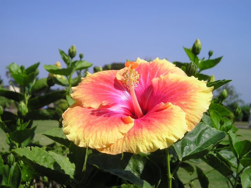 Yellow Pink Hibiscus Flower Seeds for Planting – Easy to Grow, Heirloom, Non-GMO for Home Garden