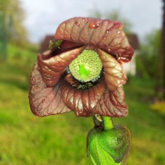 Green Asminia Triloba Flower Seeds for Planting – Heirloom, Non-GMO, High Germination Organic Garden Seeds