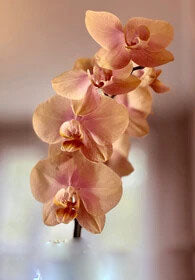Cream Phalaenopsis Orchid Flower Seeds for Planting – Heirloom Non-GMO, High Germination Organic Garden Seeds