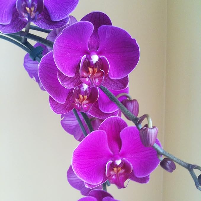 Purple Orchid Cymbidium Flower Seeds for Planting – Fragrant, Heirloom & Non-GMO Garden Seeds