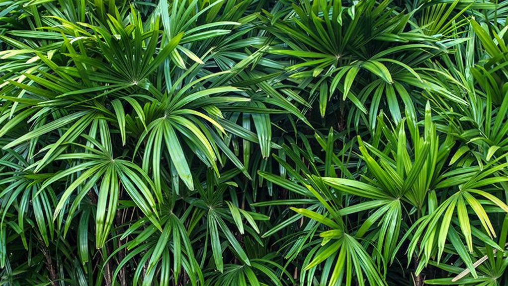 Green Rhapis Palm Herb Seeds for Planting – Heirloom, Non-GMO, Organic Garden Seeds with High Germination
