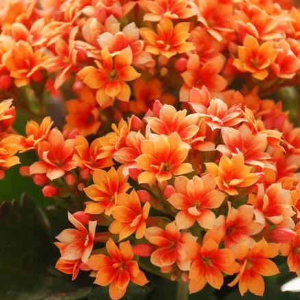 kalanchoe flower seeds Kalanchoe Flower Seeds for Planting – Heirloom, Non-GMO, Bright Blooms – Earthechoseeds