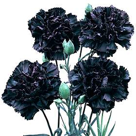 Carnations Black Flower Seeds for Planting – Heirloom Non-GMO, High Germination Organic Garden Seeds