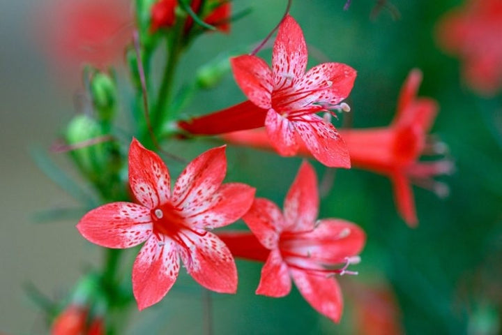 Standing Cypress Flower seeds for Planting - Cottage Garden Essential, Heirloom &amp; GMO Free Seeds for Home Garden Non-GMO