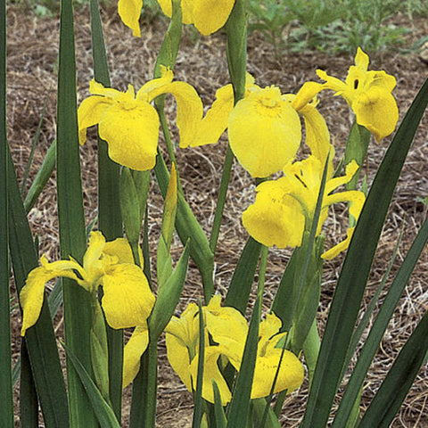 Flower Seeds, Seeds,Seeds For Planting,Plant Seeds