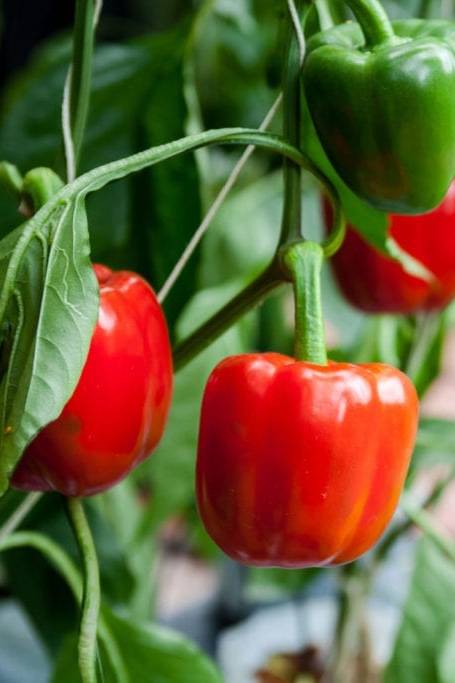 Rocoto Pepper Seeds for Planting – Heirloom Non-GMO Spicy Chili Vegetable Seeds with High Germination for Organic Gardens