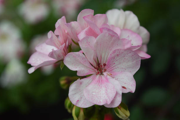 White Light Pink Geranium Flower Seeds for Planting – Heirloom, Non-GMO, High Germination Garden Seeds