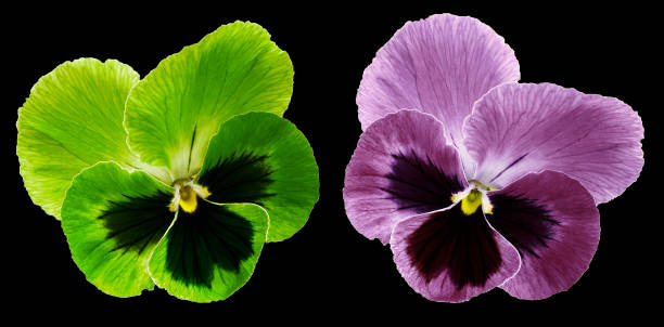 Green Pansy Flower Seeds for Planting – Heirloom, Non-GMO, High Germination Garden Favorite