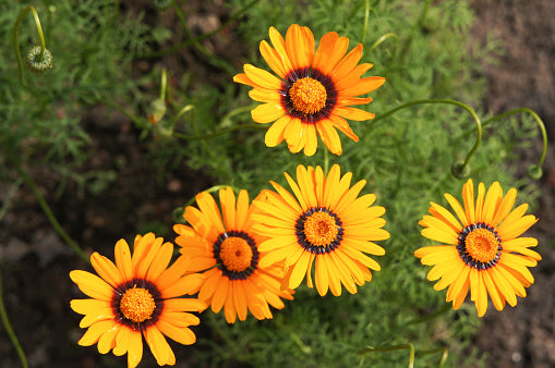Orange Anthemoides Flower Seeds for Planting – Heirloom Non-GMO, High Germination Organic Garden Seeds