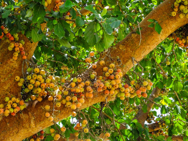 Sycomore Fig fruit seeds for planting – Heirloom &amp; Non-GMO garden seeds with exotic Egyptian heritage