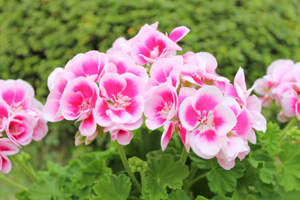 Dark Pink White Geranium Flower Seeds for Planting – Heirloom, Non-GMO, Seasonal Bloomer, High Germination