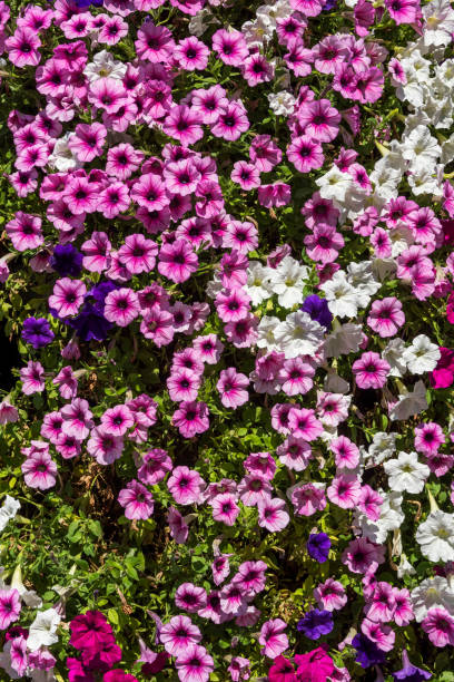 Surfinia Flower Seeds for Planting – Heirloom Non-GMO, High Germination Organic Garden Seeds