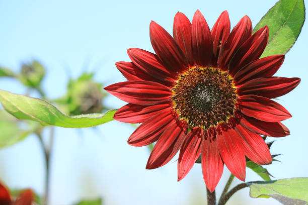 Red Mini Sunflower Seeds for Planting, Heirloom Non-GMO, High Germination Organic Garden Seeds