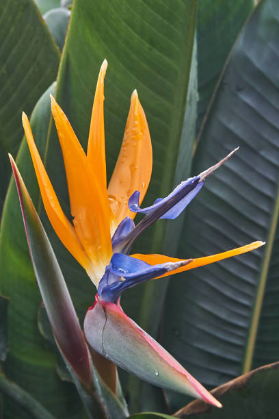 Yellow Blue Strelitzia Reginae Seeds Flower Seeds for Planting – Pollinator Friendly, Heirloom, Non-GMO