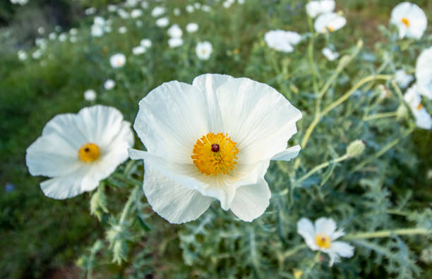 Coulteri Flower seeds for Planting - Cottage Garden Essential, Heirloom &amp; GMO Free Seeds for Home Garden High Germination