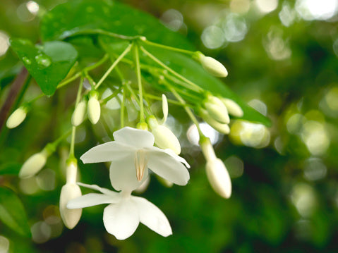 White Mok Flower Seeds for Planting – Hardy Variety Heirloom Non-GMO, High Germination Organic Garden Seeds