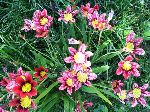 Pink Yellow Sparaxis Flower Seeds for Planting – Heirloom, Non-GMO, Fragrant Blossoms, High Germination