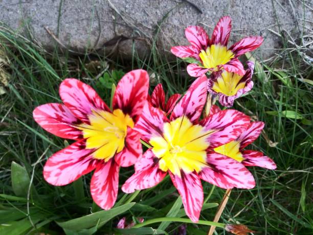 Pink Yellow Sparaxis Flower Seeds for Planting – Heirloom, Non-GMO, Fragrant Blossoms, High Germination