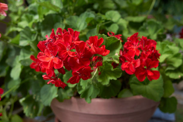 Rose Geranium Pelargonium Flower Seeds for Planting – Heirloom, Non-GMO, High Germination Cottage Garden Seeds