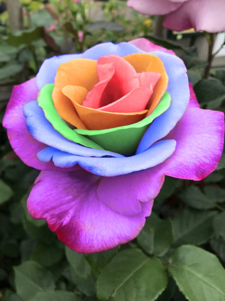 Light Lavender Rainbow Potted Rose Flower Seeds – Heirloom, Non-GMO, High Germination Seeds for Planting