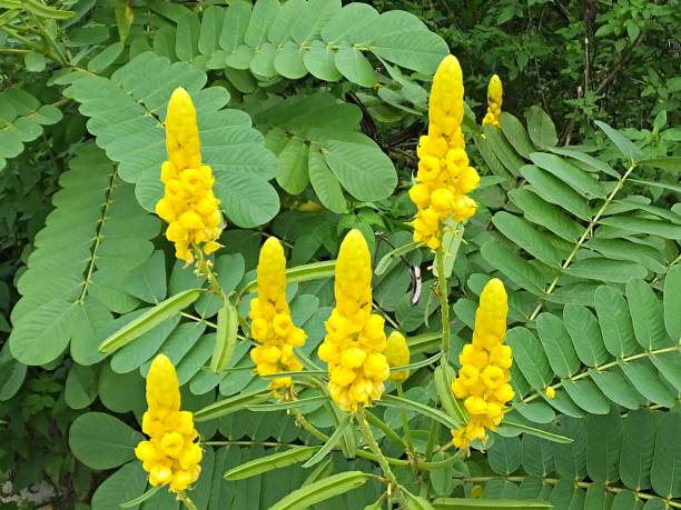 Cassia Alata Flower seeds for Planting - Fragrant Blossoms, Heirloom &amp; GMO Free Seeds for Home Garden | Non-GMO Organic Garden Seeds