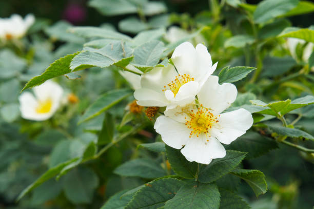 White Rosa Xanthina Flower Seeds for Planting – Heirloom, Non-GMO, Long Bloom Season, High Germination