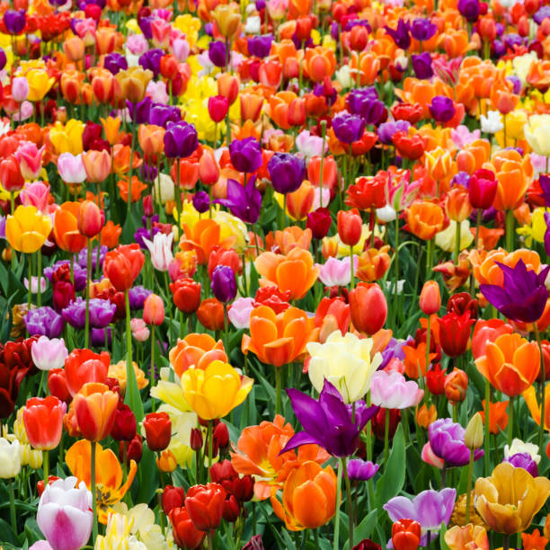 Multi-Colour Tulip Flower Seeds for Planting – Heirloom, Non-GMO, Vibrant Colors, High Germination