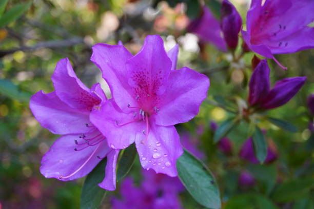 Purple Azaleas Flower Seeds for Planting – Heirloom Non-GMO, High Germination Organic Garden Seeds