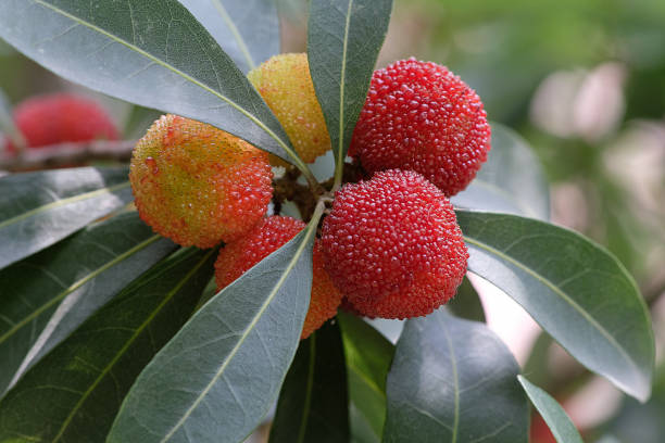 Yellow Red Bayberry Fruit Seeds for Planting – Heirloom, Non-GMO, High Germination Organic Garden Seeds for Home Garden