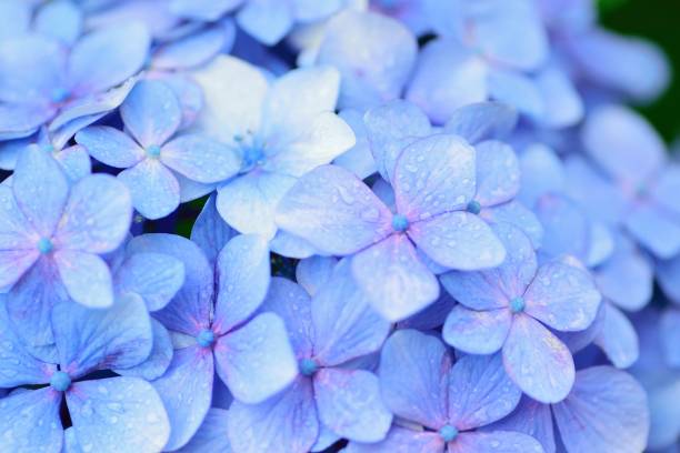 Sky Blue Azalea Flower Seeds for Planting, Heirloom Non-GMO Organic Garden Seeds