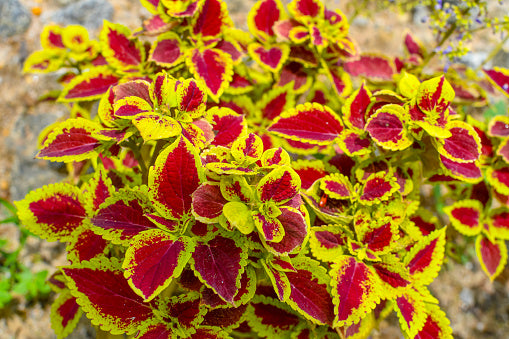 Red Yellow Coleus Flower Seeds for Planting – Cottage Garden Essential, Heirloom, Non-GMO