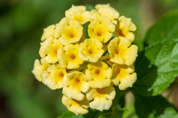 Yellow Verbena Didyma Flower Seeds for Planting – Heirloom, Non-GMO, High Germination, Organic Garden Seeds
