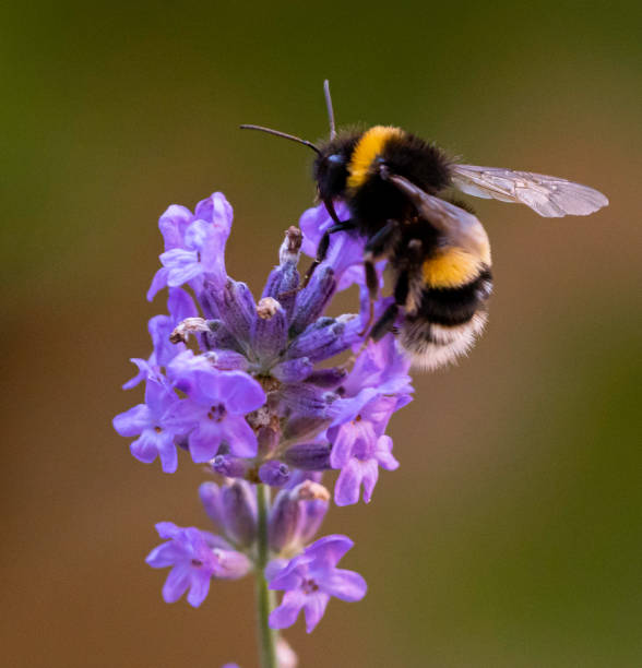 Lavender Beebal Flower Seeds for Planting – Heirloom Non-GMO, High Germination Organic Garden Seeds