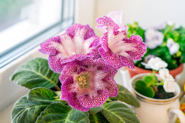 Pink Gloxinia Sinningia Flower Seeds for Planting – Heirloom, Non-GMO, High Germination, Organic Garden Seeds